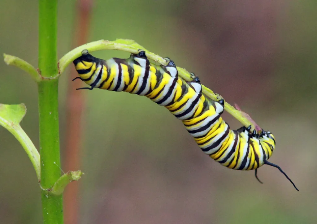 Life Cycle of a Moth
