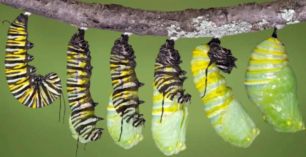 Life Cycle of a Moth