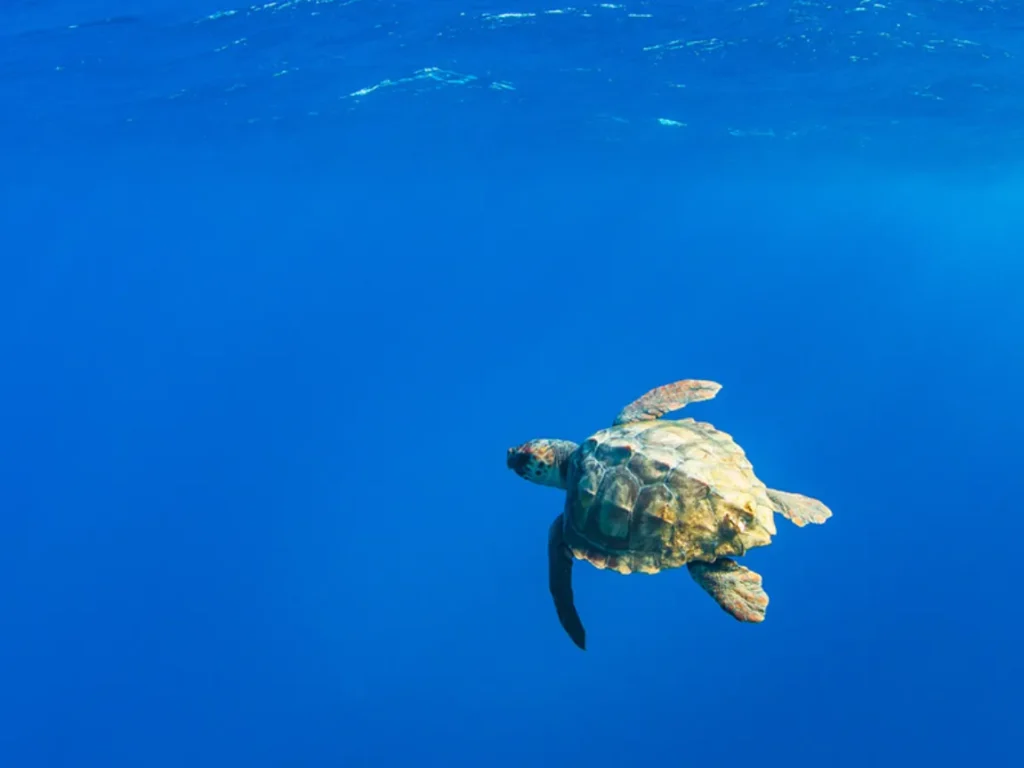 Life Cycle of a Turtle