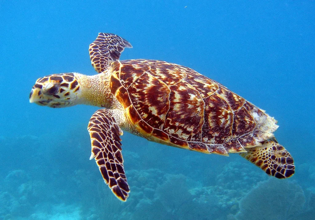 Life Cycle of a Turtle