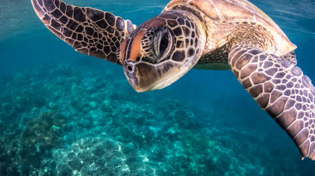 Life Cycle of a Turtle