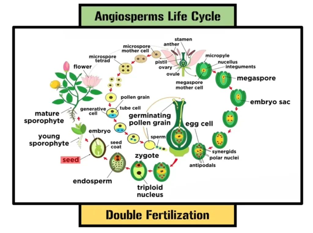 Life Cycle of an Angiosperm