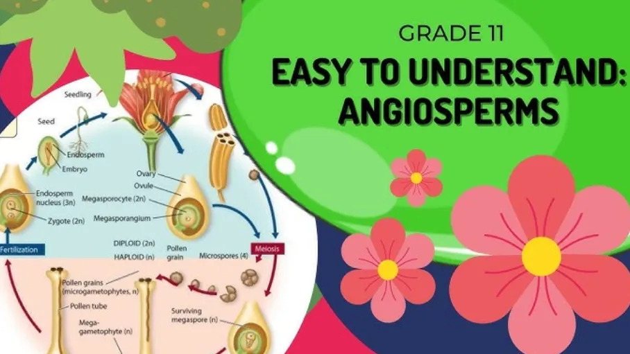 Life Cycle of an Angiosperm