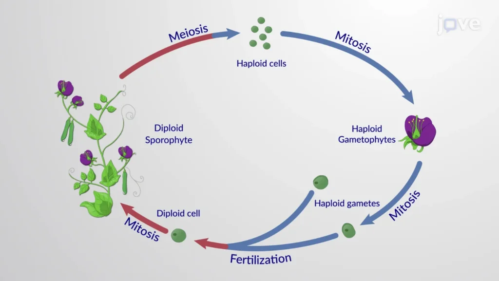 Life Cycle of an Angiosperm