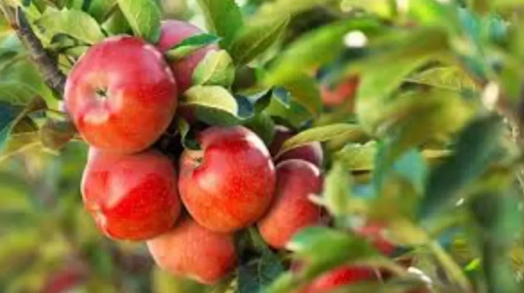 Life Cycle of an Apple Tree Complete Growth Stages, Care, Reproduction, and Survival Guide