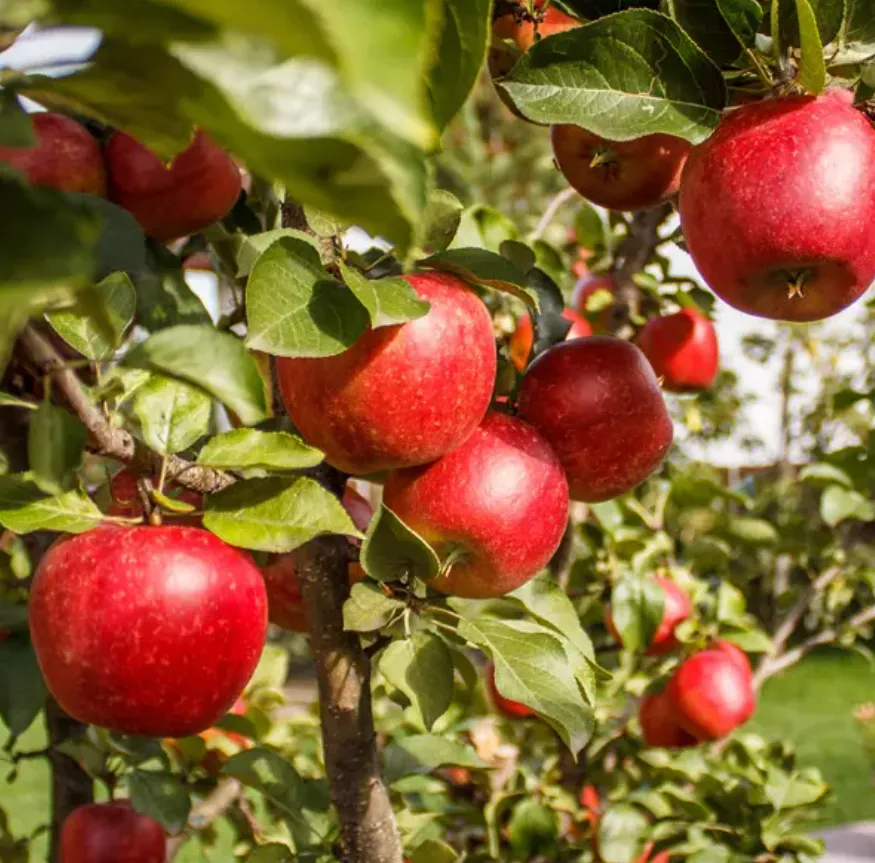 Life Cycle of an Apple Tree Complete Growth Stages, Care, Reproduction, and Survival Guide