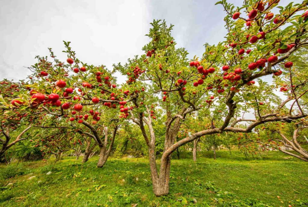 Life Cycle of an Apple Tree Complete Growth Stages, Care, Reproduction, and Survival Guide