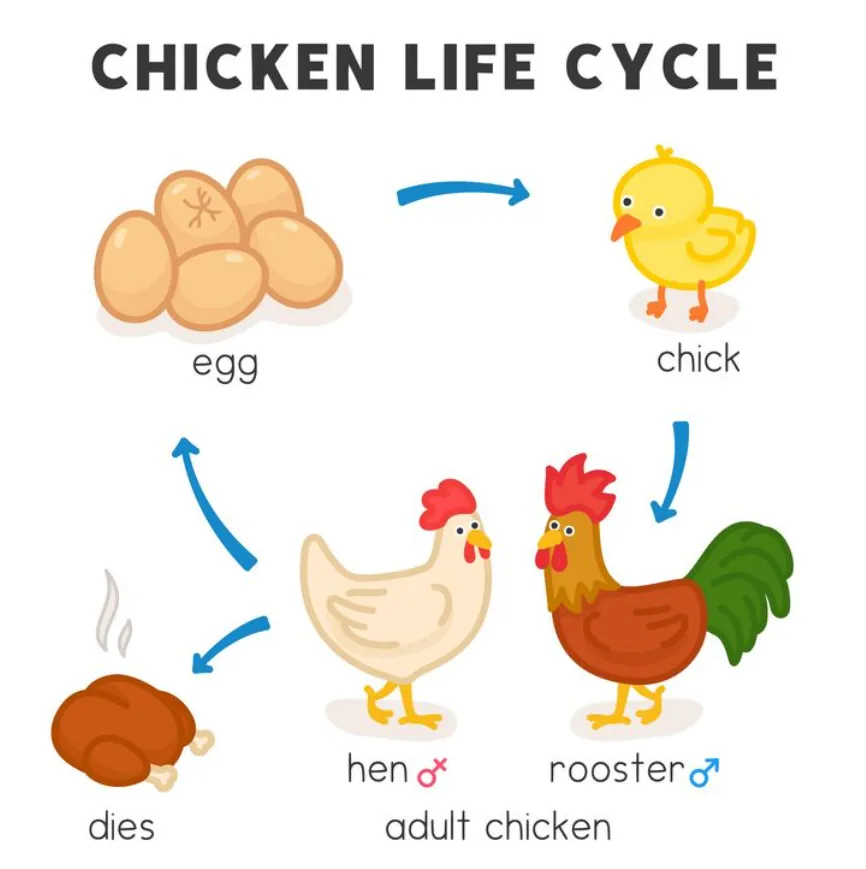Life Cycle of the Chicken