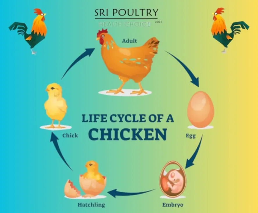Life Cycle of the Chicken