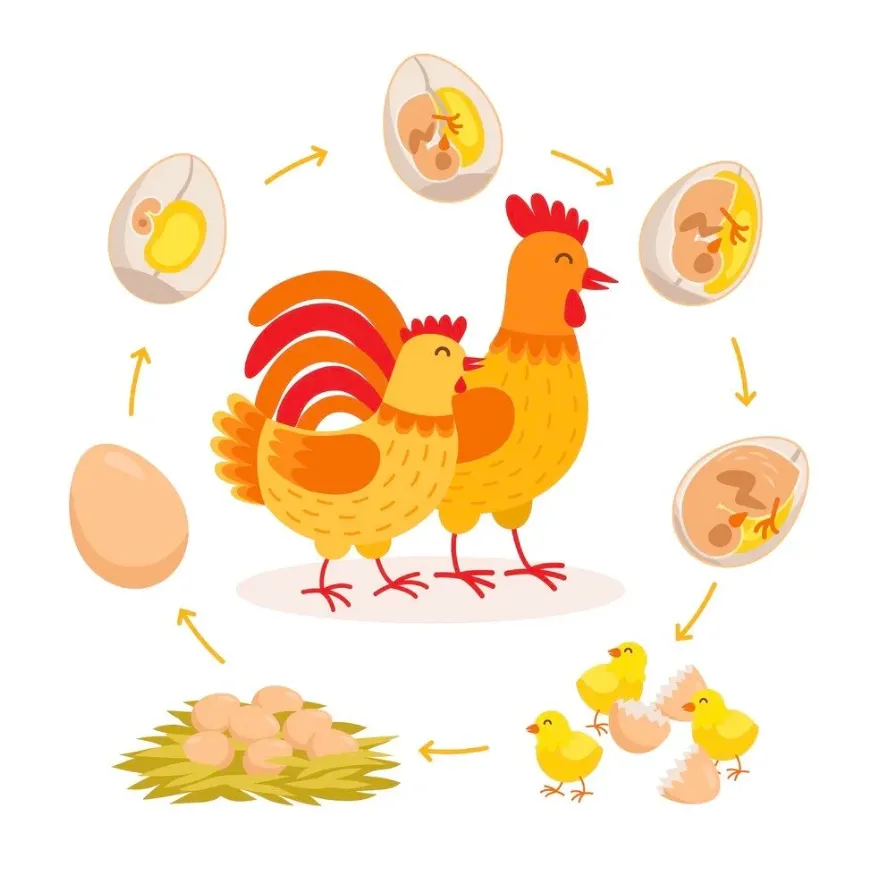 Life Cycle of the Chicken