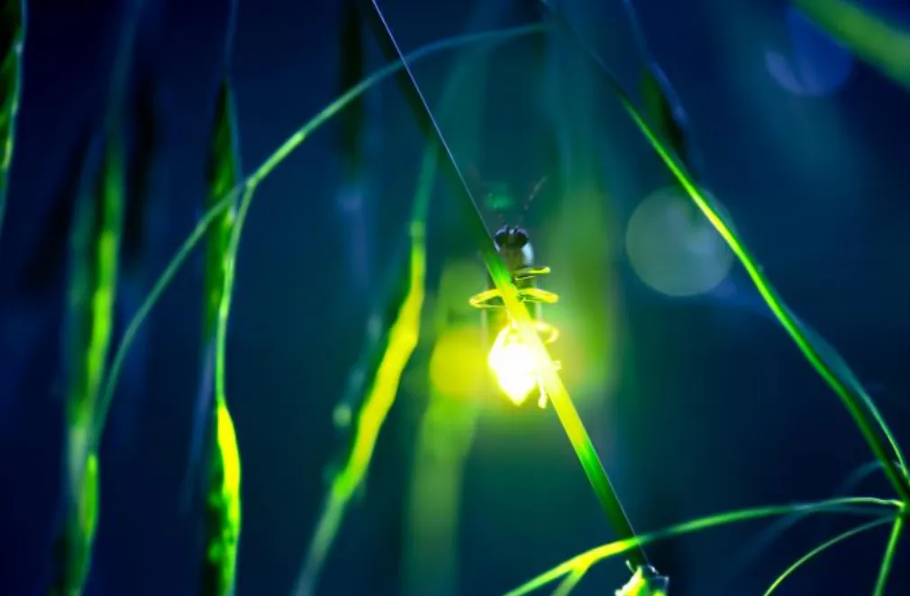 Lightning Bug Life Cycle
