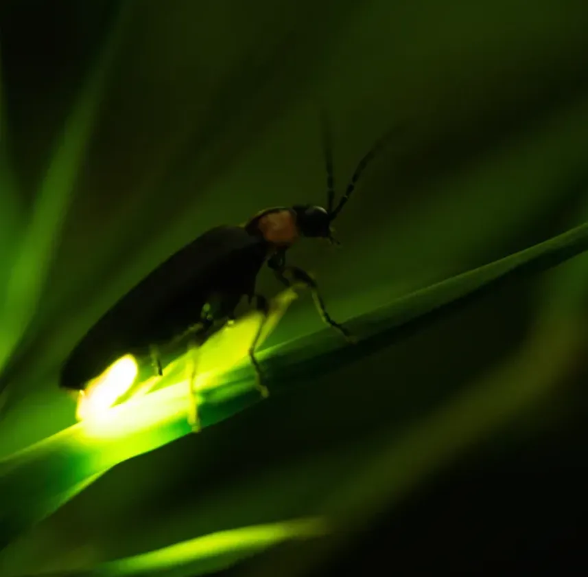 Lightning Bug Life Cycle
