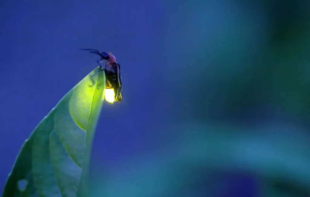 Lightning Bug Life Cycle