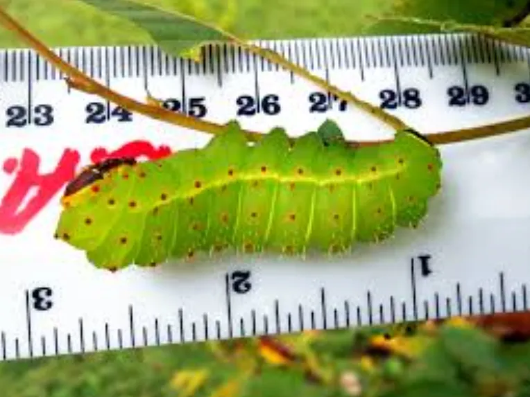 Luna Moth Life Cycle Explained A Complete Guide to Growth, Survival, and Ecological Importance