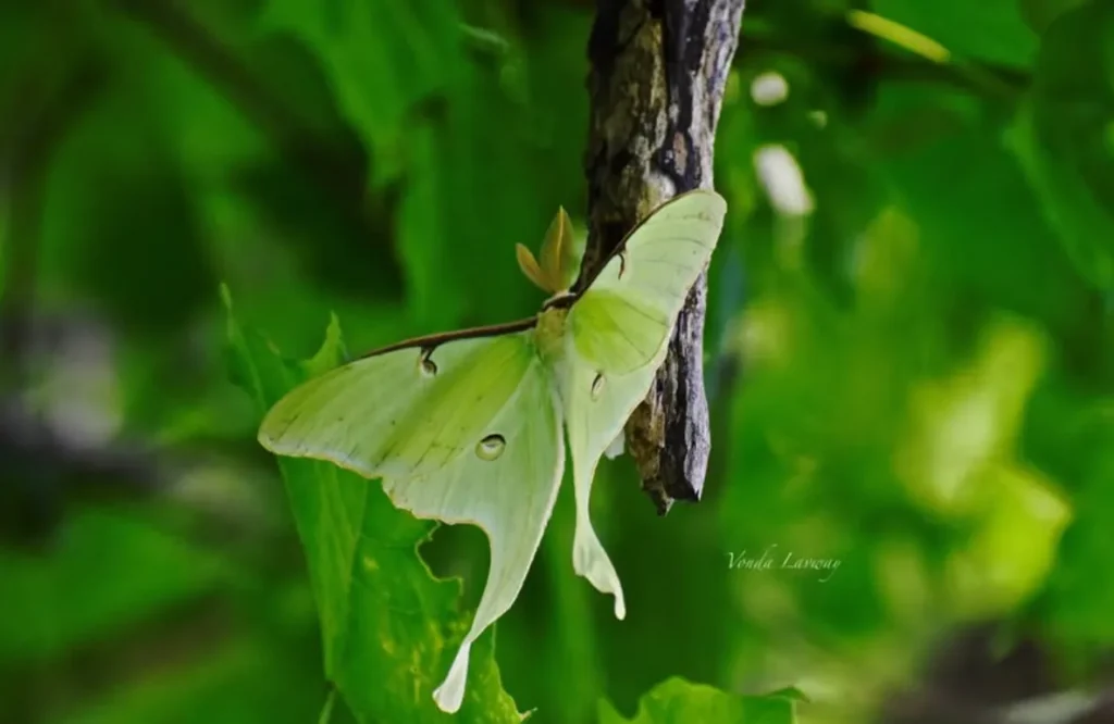 Luna Moth Life Cycle Explained A Complete Guide to Growth, Survival, and Ecological Importance