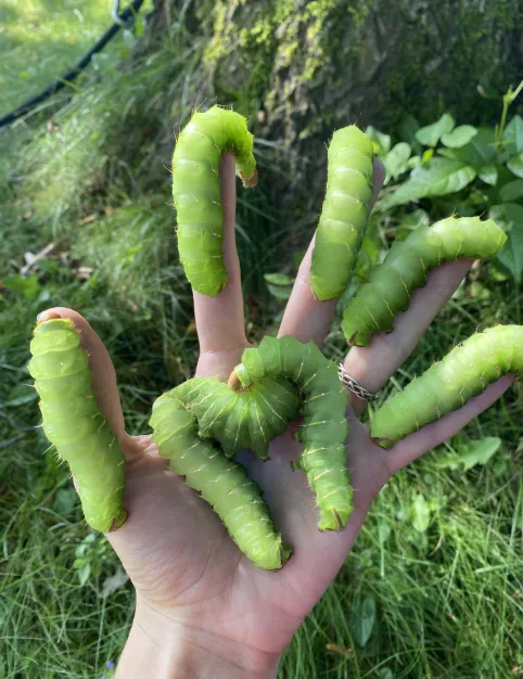 •	What is the full luna moth life cycle?
•	Egg → Caterpillar → Cocoon → Adult moth.
•	How long does each stage last?
•	The entire cycle takes about 6–8 weeks.
•	Do luna moths eat as adults?
•	No, they rely on stored energy.
•	Where are luna moths found?
•	Mainly in North America.
•	What do luna moth caterpillars look like?
•	Bright green with small spines.
•	Why are Luna moths important?
•	They support biodiversity and the food chain.
•	How many eggs do they lay?
•	Around 100–300 eggs.
•	Are Luna moths rare?
•	They are not rare but are rarely seen due to their nocturnal nature.

