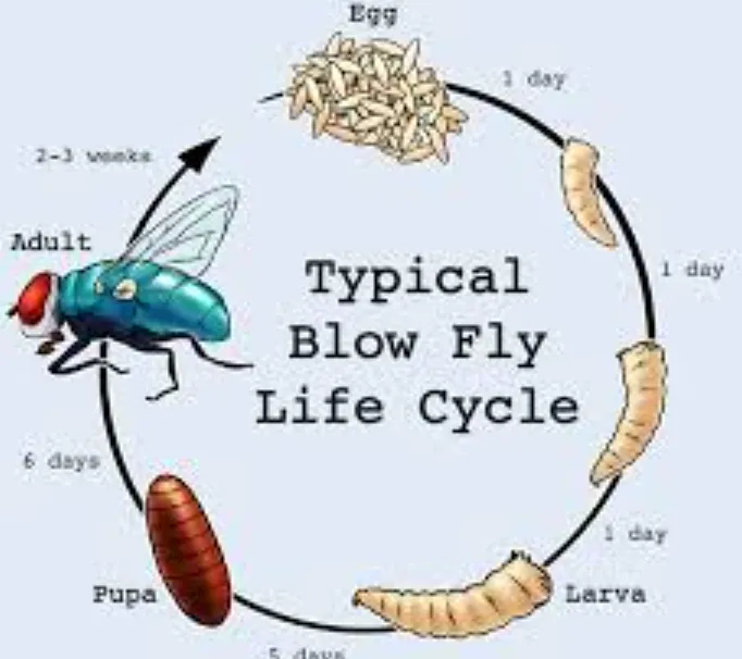 Maggot Life Cycle Explained Complete Guide to Growth, Survival, and Ecological Importance