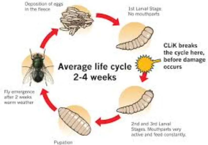 Maggot Life Cycle Explained Complete Guide to Growth, Survival, and Ecological Importance