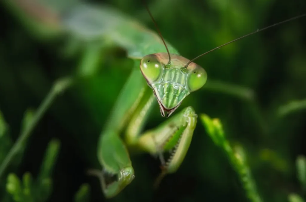 Mantis Life Cycle Explained From Egg to Apex Predator (Complete Guide for 2026)