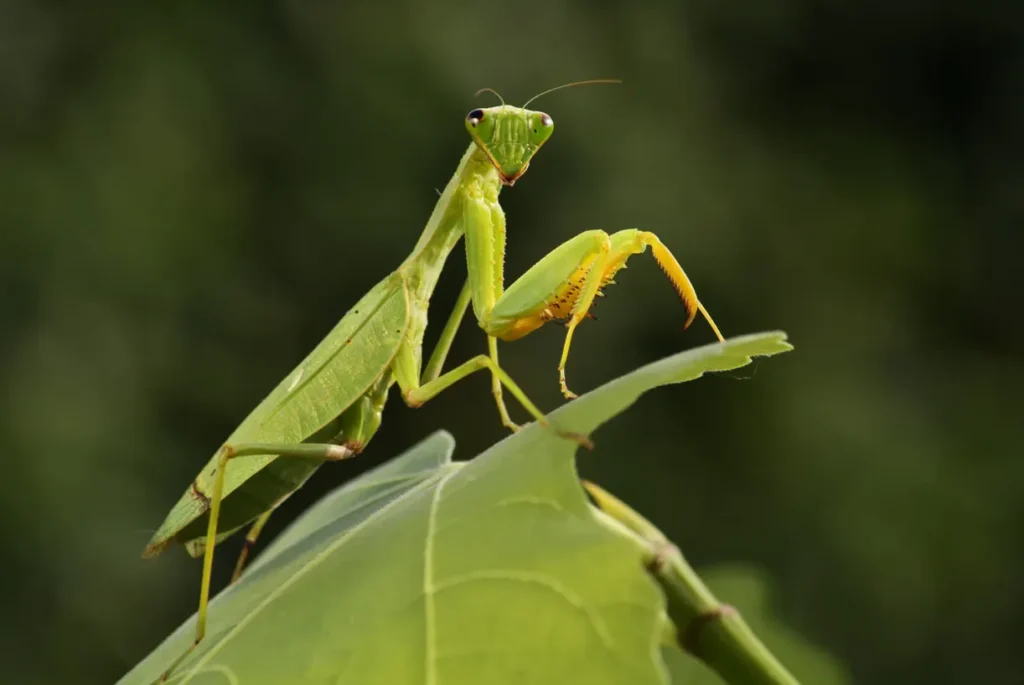 Mantis Life Cycle Explained From Egg to Apex Predator (Complete Guide for 2026)