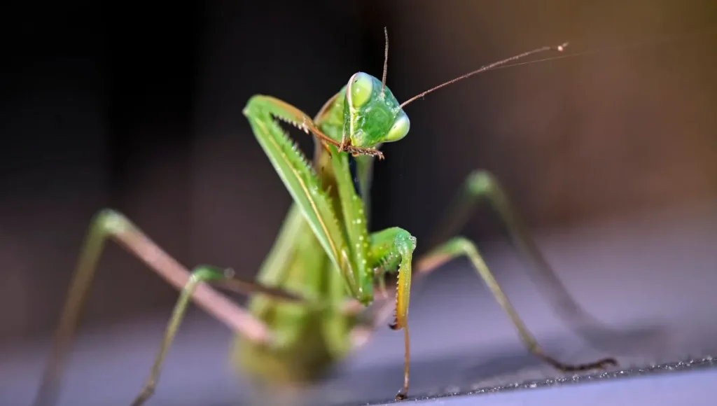 Mantis Life Cycle Explained From Egg to Apex Predator (Complete Guide for 2026)