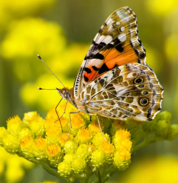 Painted Lady Butterfly Life Cycle Explained Stages, Survival Secrets & Fascinating Facts for Nature Lovers