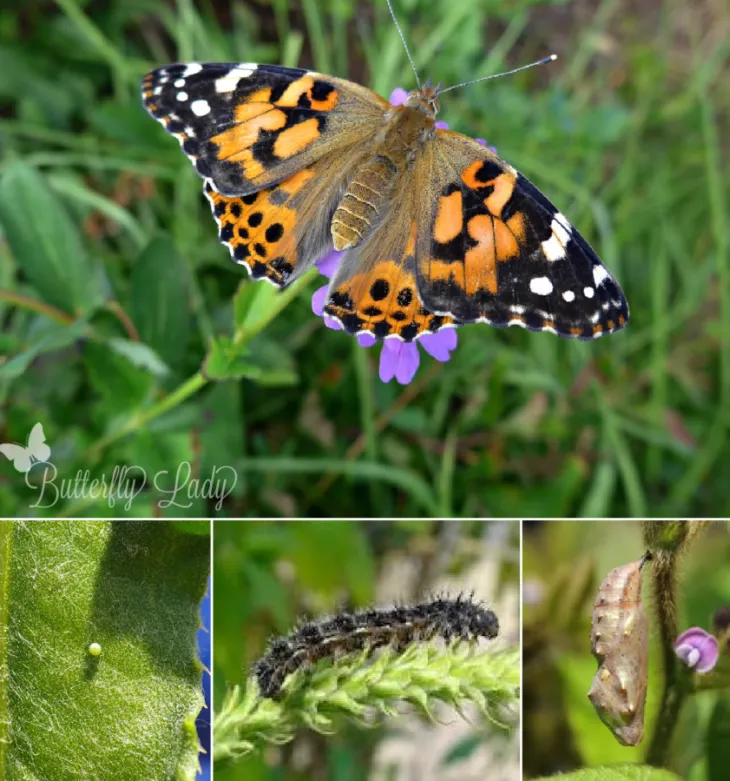 Painted Lady Butterfly Life Cycle Explained Stages, Survival Secrets & Fascinating Facts for Nature Lovers