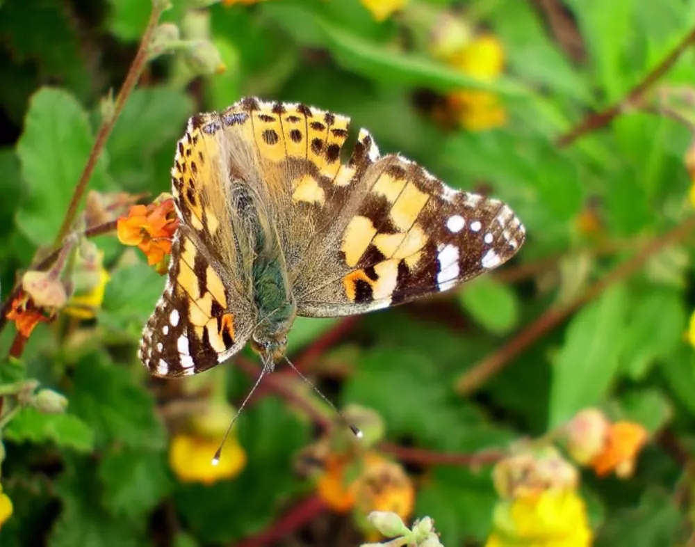 Painted Lady Butterfly Life Cycle Explained Stages, Survival Secrets & Fascinating Facts for Nature Lovers