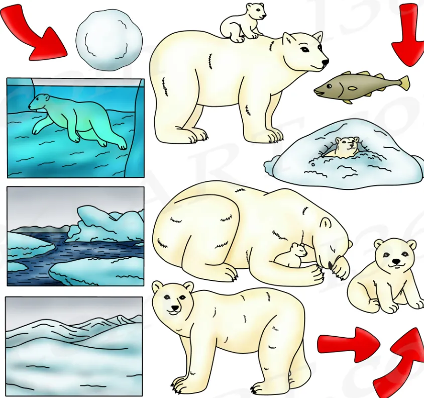 Polar Bear Life Cycle Explained Complete Stages, Survival Secrets & Arctic Adaptation Guide