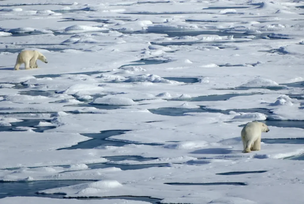 Polar Bear Life Cycle Explained Complete Stages, Survival Secrets & Arctic Adaptation Guide