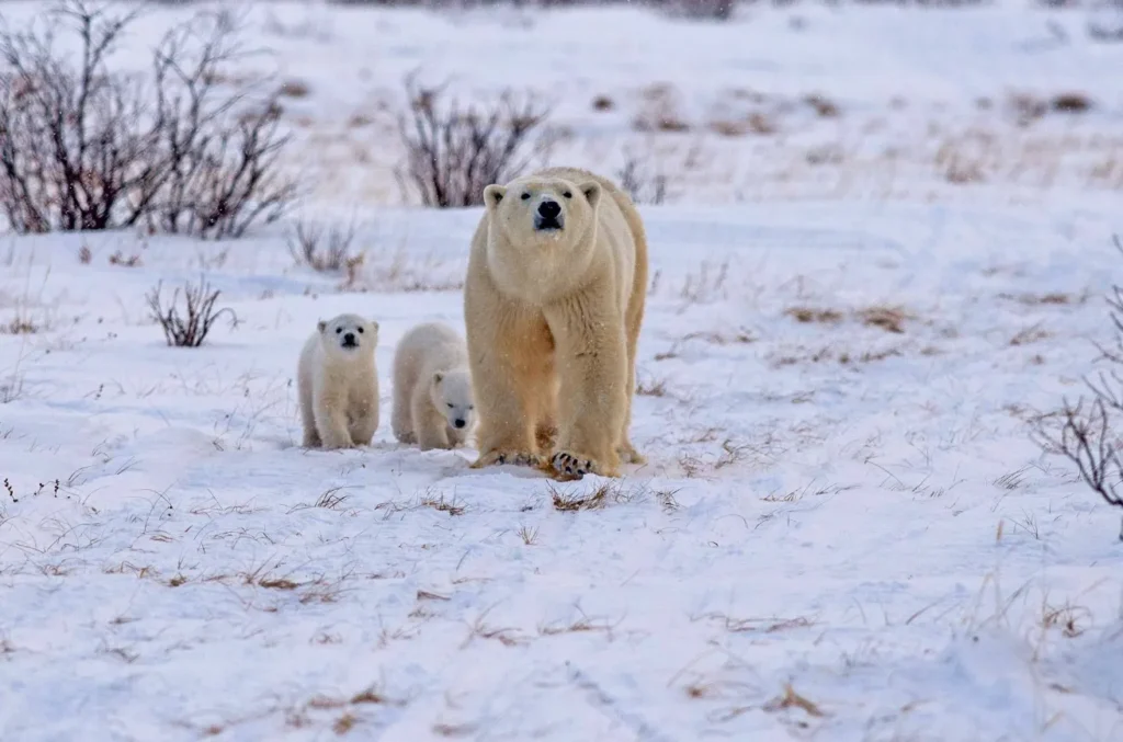 Polar Bear Life Cycle Explained Complete Stages, Survival Secrets & Arctic Adaptation Guide