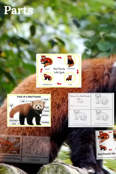 Red Panda Life Cycle Explained From Tiny Cubs to Tree-Dwelling Survivors (Complete Guide)