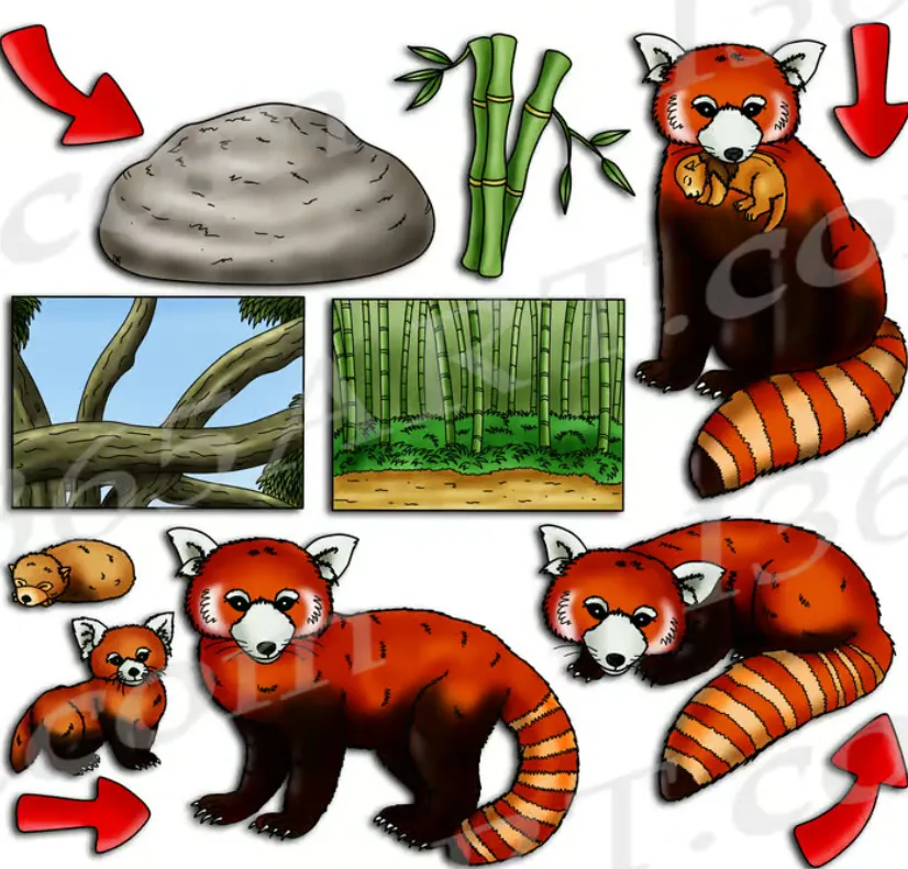 Red Panda Life Cycle Explained From Tiny Cubs to Tree-Dwelling Survivors (Complete Guide)