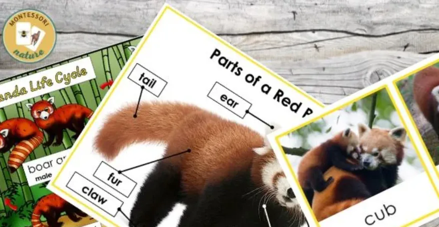 Red Panda Life Cycle Explained From Tiny Cubs to Tree-Dwelling Survivors (Complete Guide)