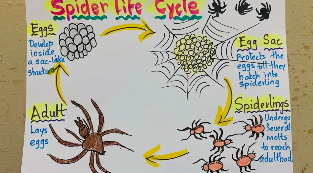 Spider Life Cycle