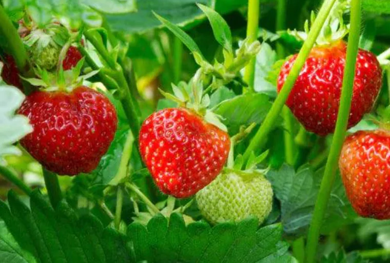 Strawberry Life Cycle