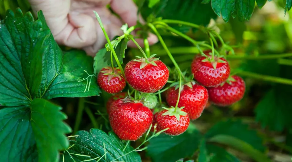 Strawberry Life Cycle