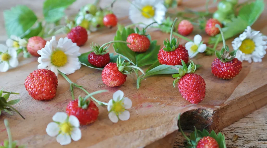 Strawberry Life Cycle