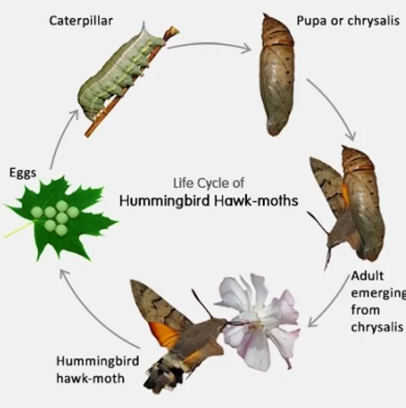 The Complete Guide to Moths' Life Cycle From Tiny Eggs to Beautiful Night Flyers