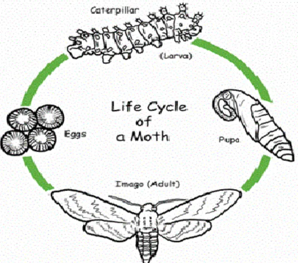 The Complete Guide to Moths' Life Cycle From Tiny Eggs to Beautiful Night Flyers