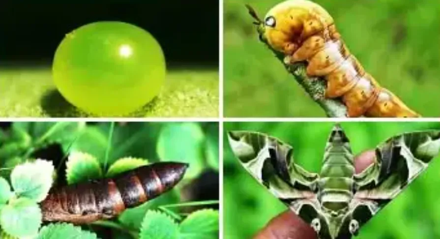 The Complete Guide to Moths' Life Cycle From Tiny Eggs to Beautiful Night Flyers