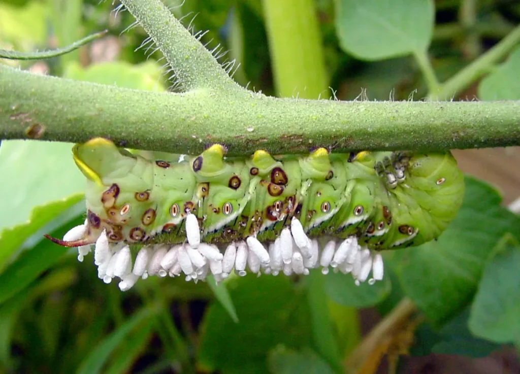 Tomato Bug Life Cycle