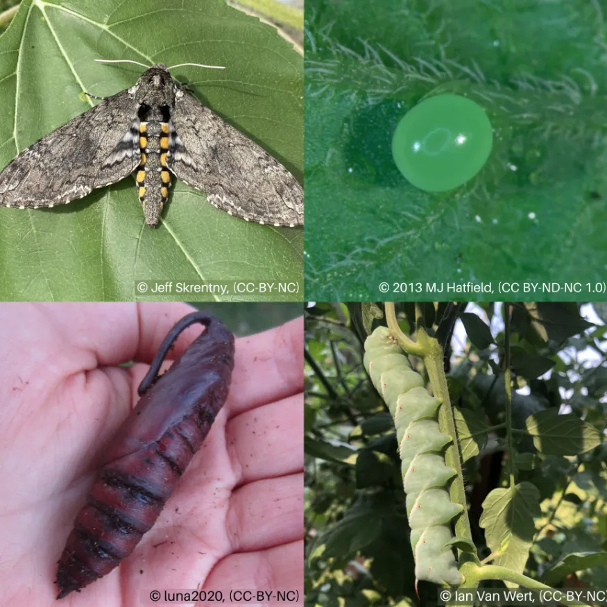 Tomato Bug Life Cycle