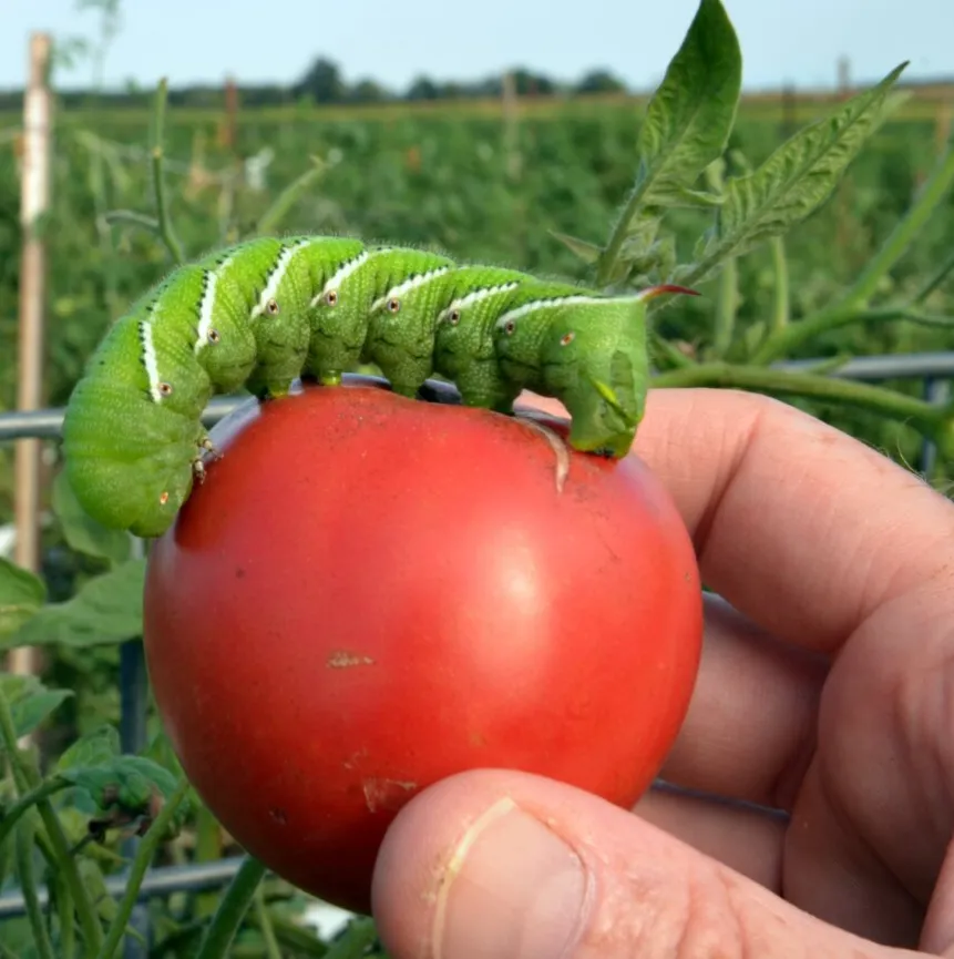 Tomato Worm Life Cycle