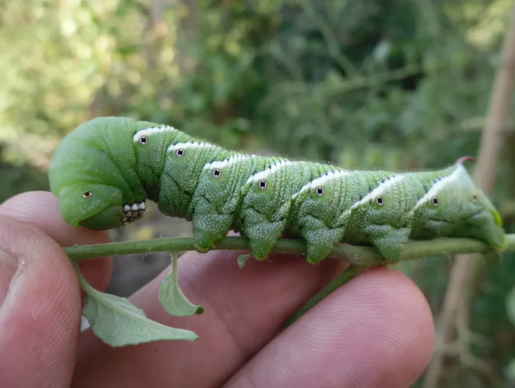 Tomato Worm Life Cycle