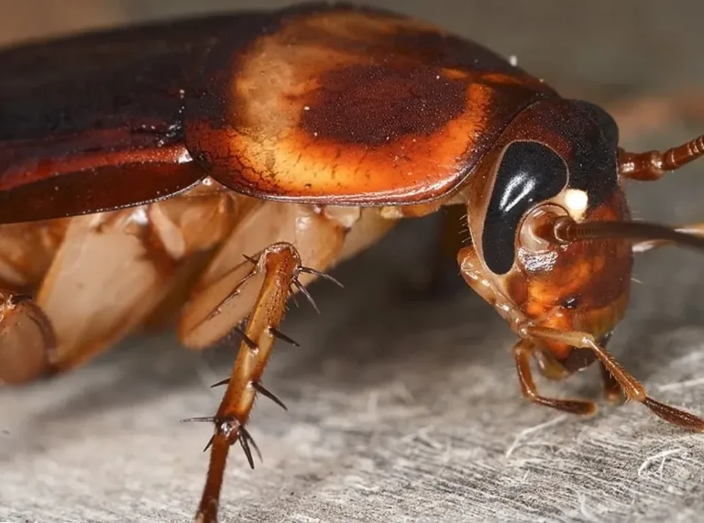 American Cockroach Life Cycle