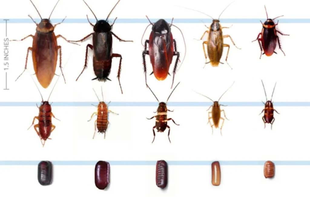 American Cockroach Life Cycle