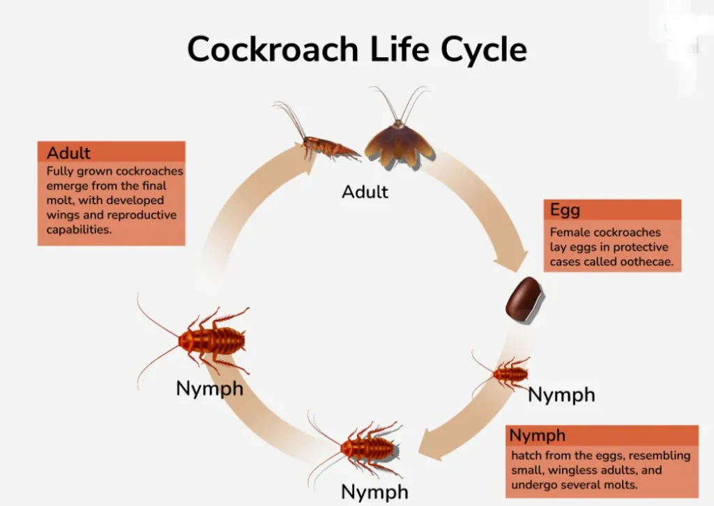 American Cockroach Life Cycle