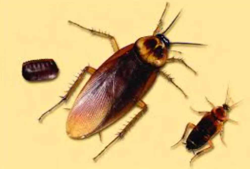 American Cockroach Life Cycle