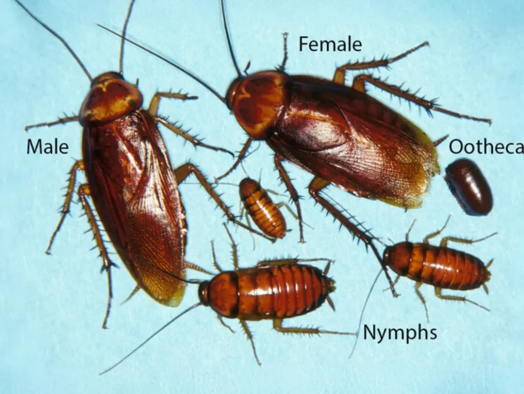 American Cockroach Life Cycle